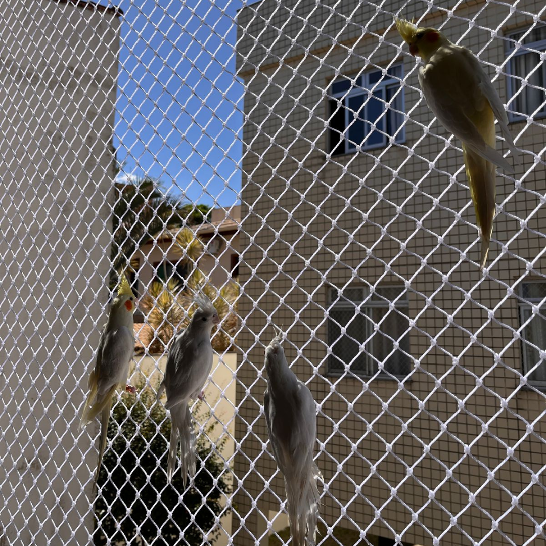 Rede de proteção instalada para evitar fuga de calopsitas em apartamento em Belo Horizonte